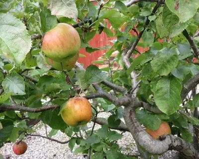 Harvest Time